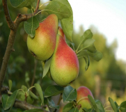 Batajnica - Stare sorte voca - Prvoklasne sadnice voca 
